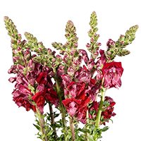 (HB) Snapdragon DC: 15 Bunches For Delivery to Durant, Oklahoma