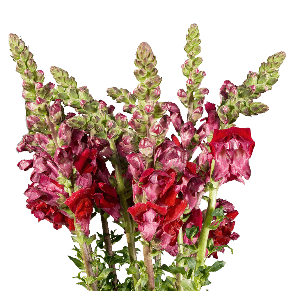 Order Your Choice of Color Snapdragon Flowers