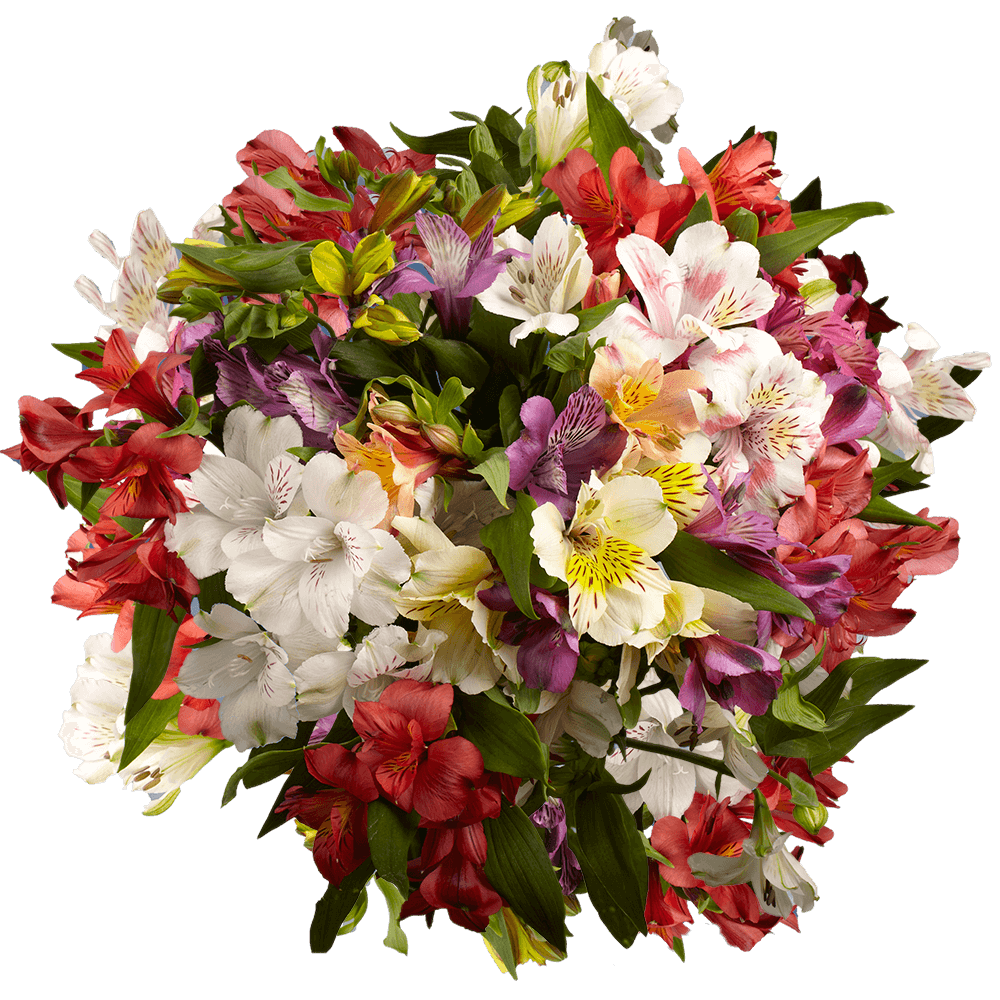 Order Your Choice of Colors Select Alstroemeria Flowers