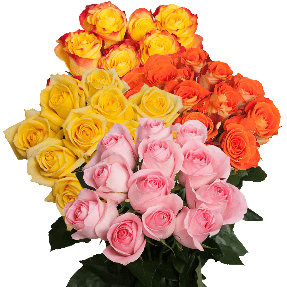 Order Your Choice of Dozen Color Roses