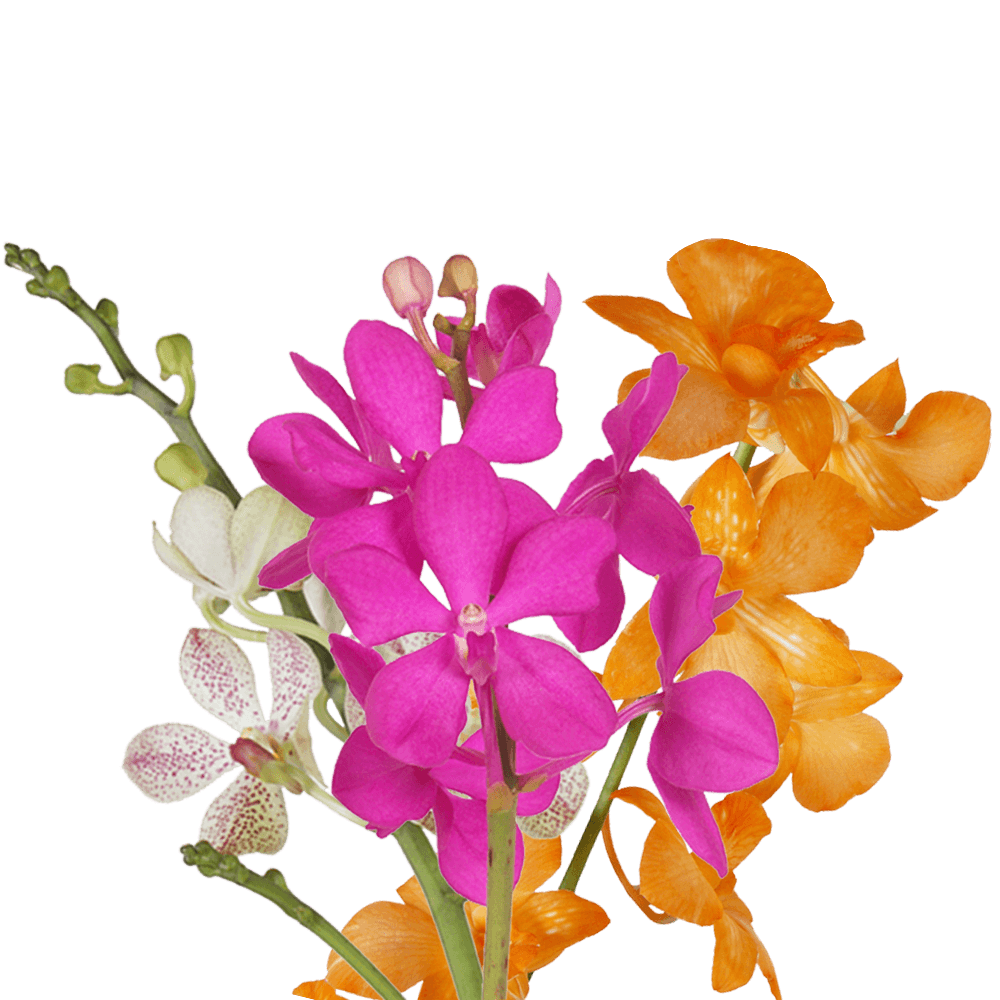 Order Your Choice Orchids Online Bulk Prices