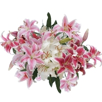 (OC) Oriental Lilies Assorted 2 Bunches For Delivery to King_Of_Prussia, Pennsylvania