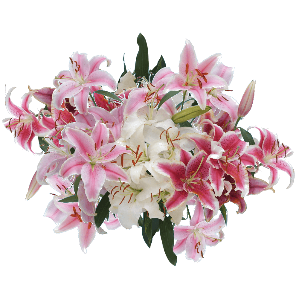 Oriental Lilies Flowers Online Cheap