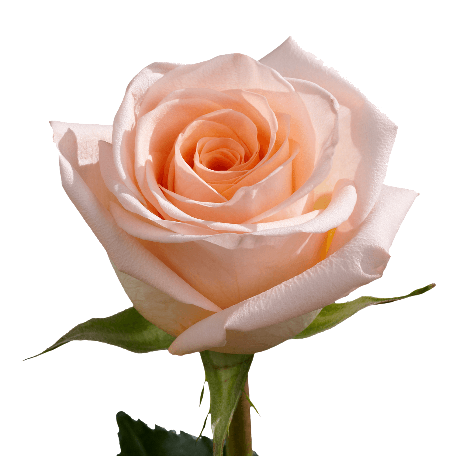 Qty of Osiana Roses For Delivery to Faqs.Html, Ohio