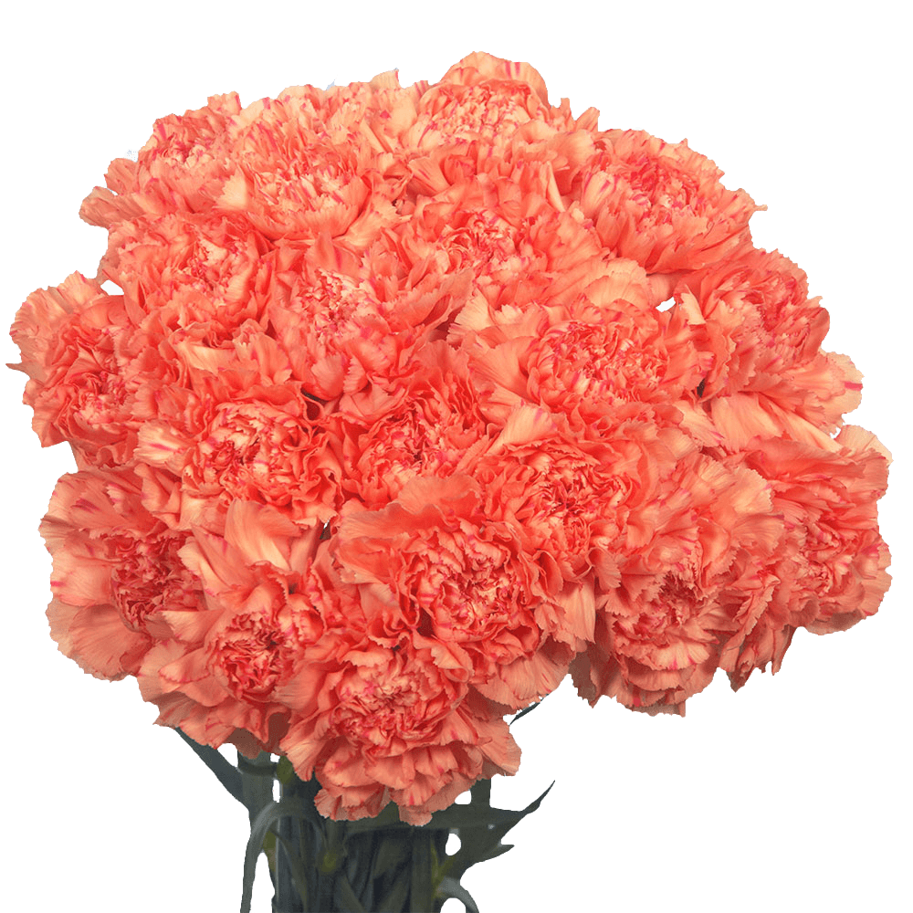 Overnight Flowers Delivery Fresh Orange Carnations