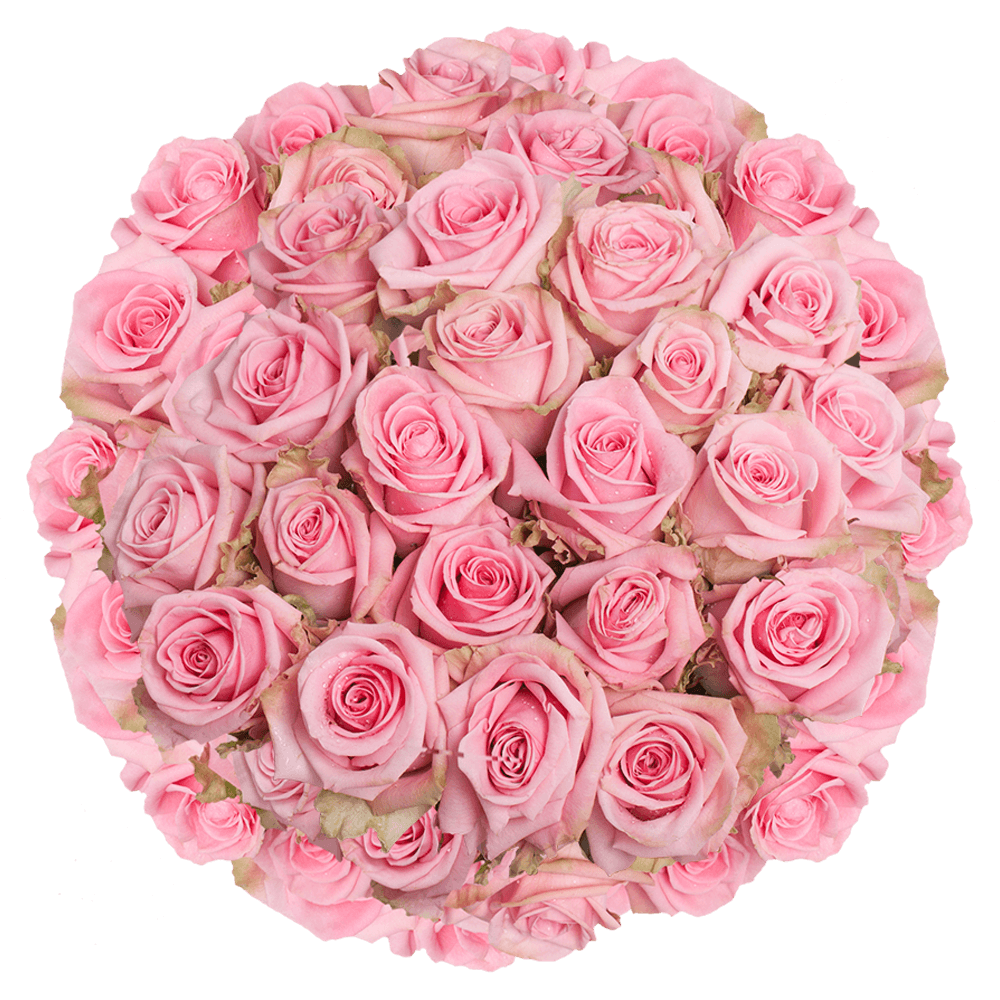 (QB) Rose Med Pink Candy 100 Stems For Delivery to Storrs_Mansfield, Connecticut