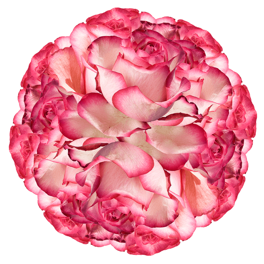 Pale Pink Roses with Dark Pink Tips Delivered