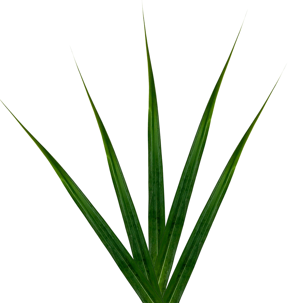 Pandanus Green Tropical Greenery Online Delivery  Bunch of 250 Stems