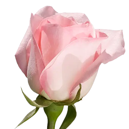 2-Light Pink