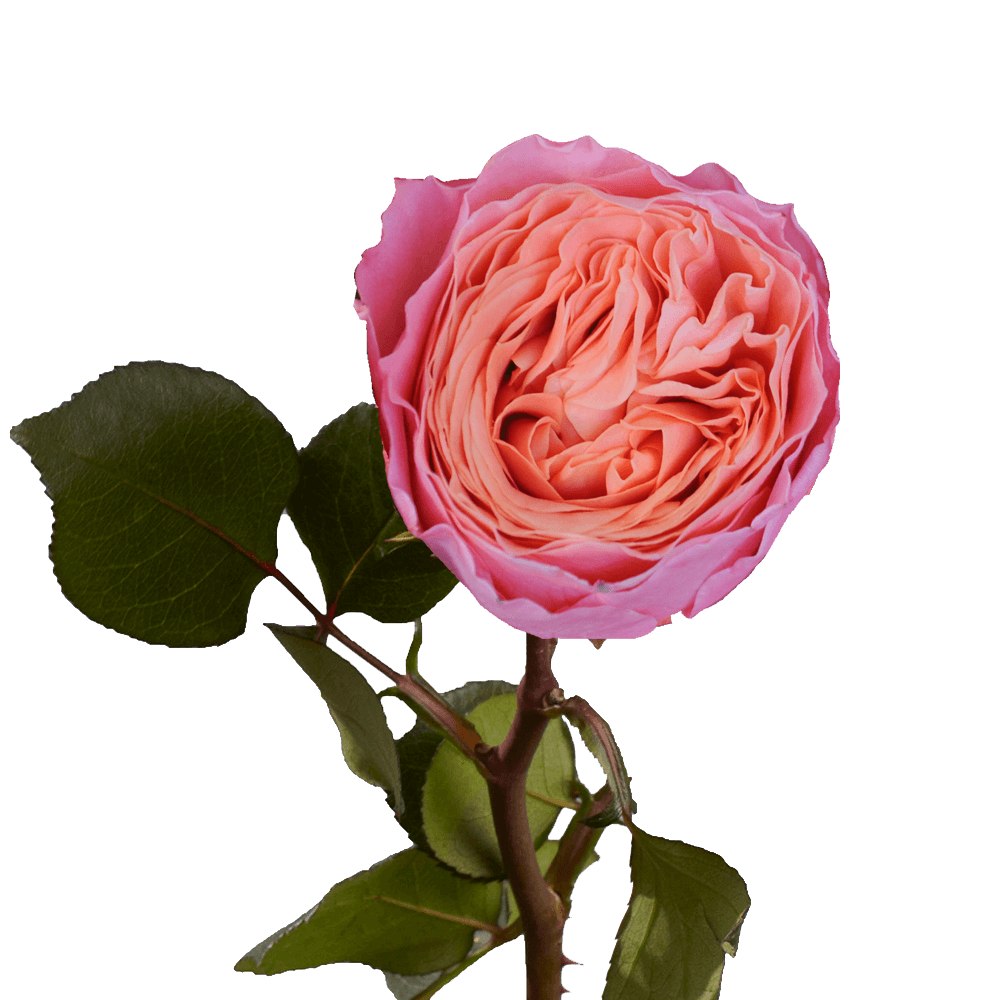 Peach and Pink Garden Roses Online Flowers