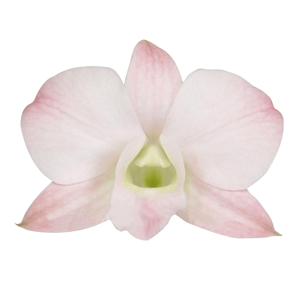 Peach Dendrobium Orchids Discount Prices Online