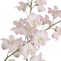 (HB) Orchids Peach Dendrobium 90 For Delivery to Gulfport, Mississippi