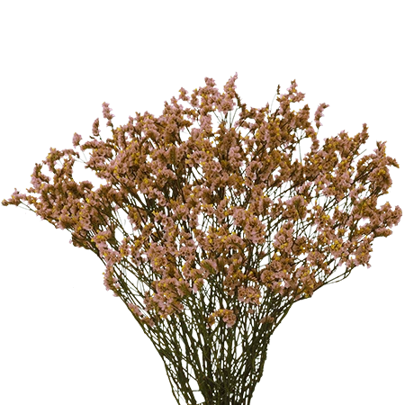 PEACHLIMONIUM