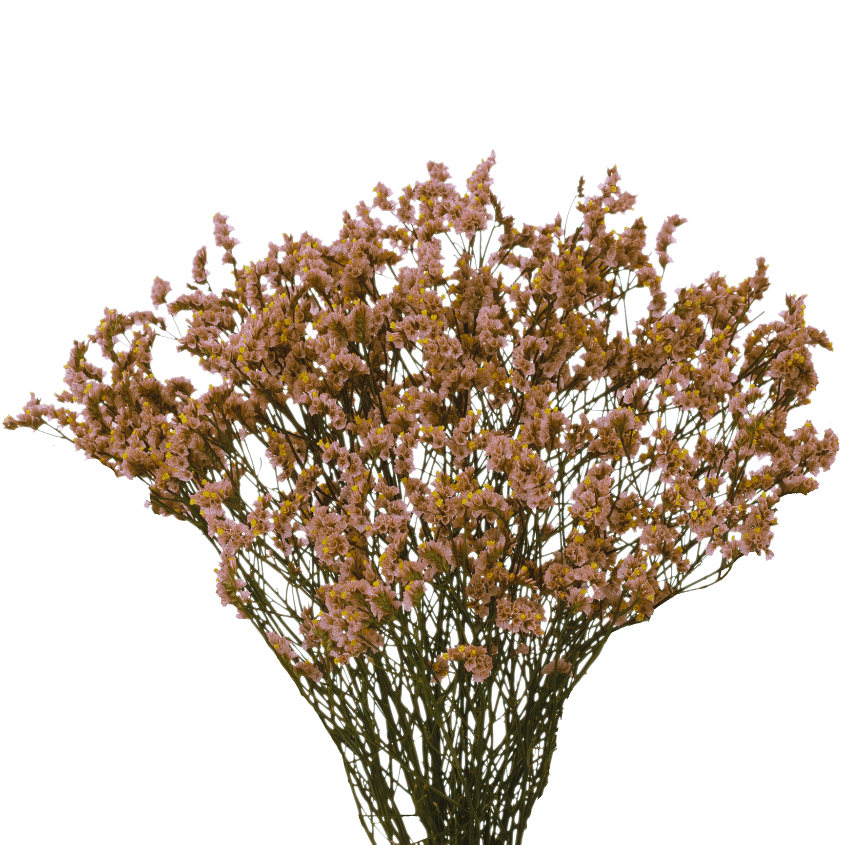 Qty of Tinted Peach Limonium Flowers For Delivery to Danville, Virginia