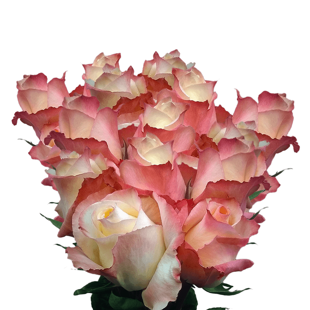 Peach Pink Long Stem Roses Roses by the Bulk Affordable Roses