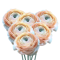 Ranunculus Peach 40Cm 10 Bunches (QB) For Delivery to Winston_Salem, North_Carolina