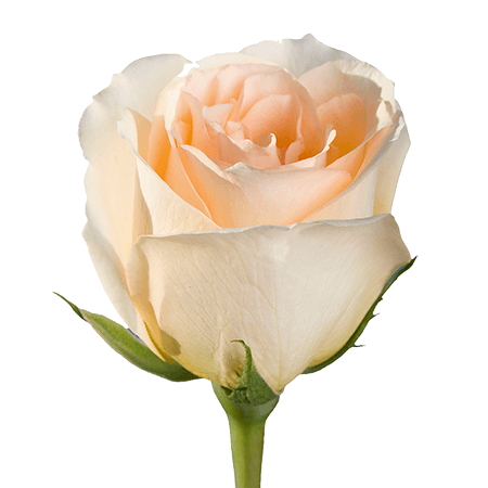 peach