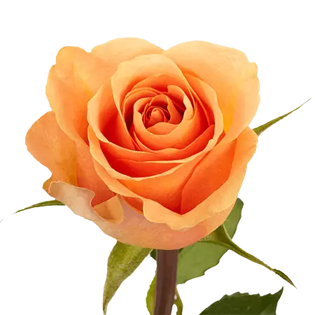 peach