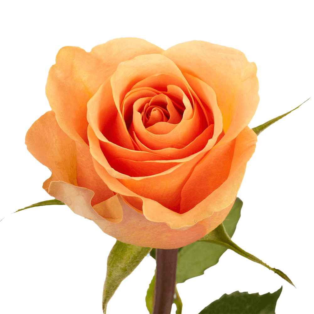 Peach Color Roses Flower Express Delivery