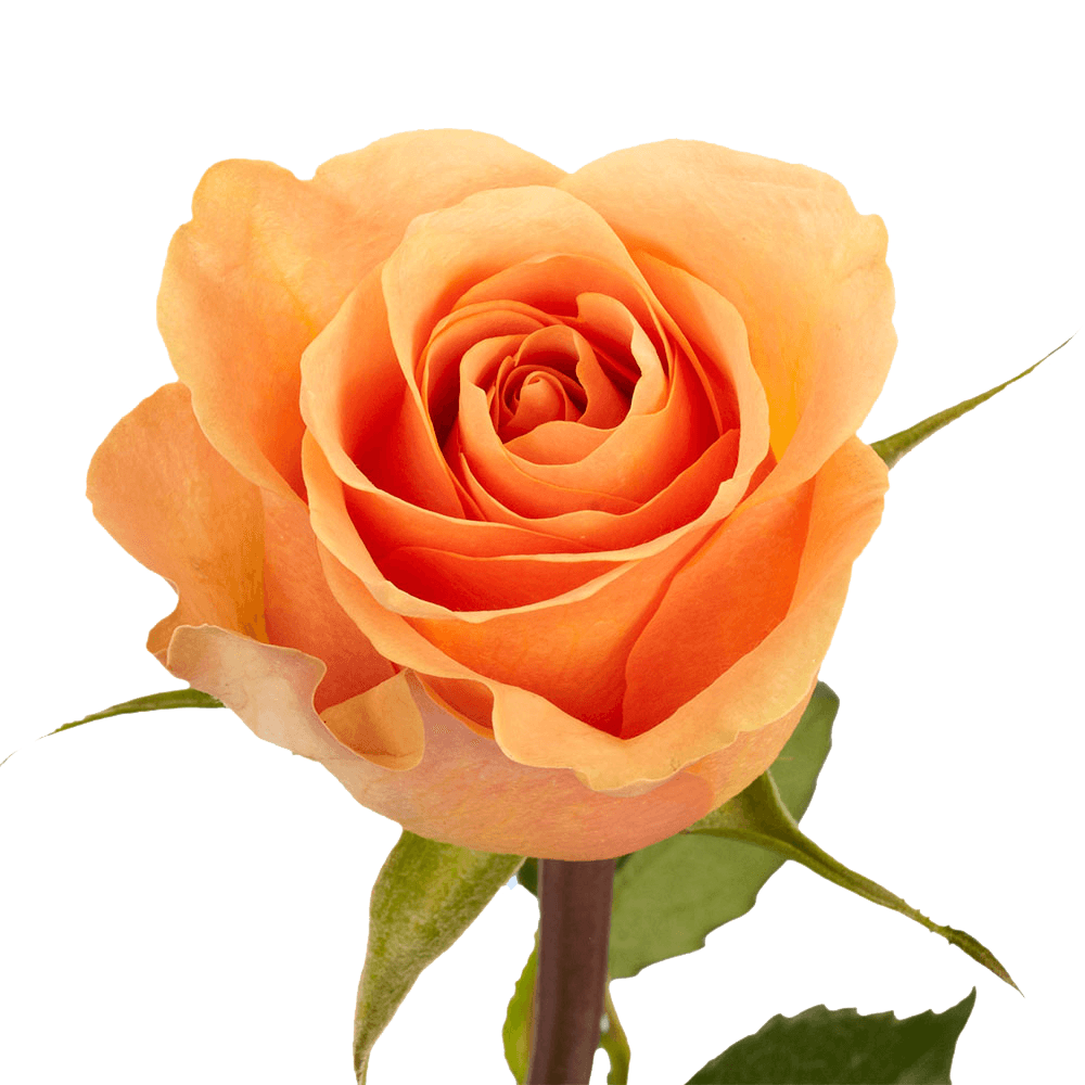 Rose Sht Peach (QB) [Include Flower Food] (OM) For Delivery to Silver_Spring, Maryland