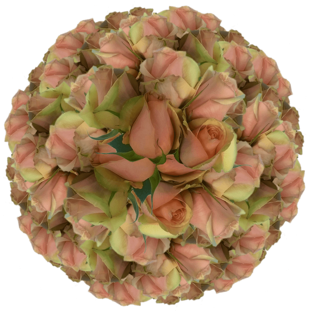 Peach Roses On sale Wedding Roses to Buy in Bulk Roses Online