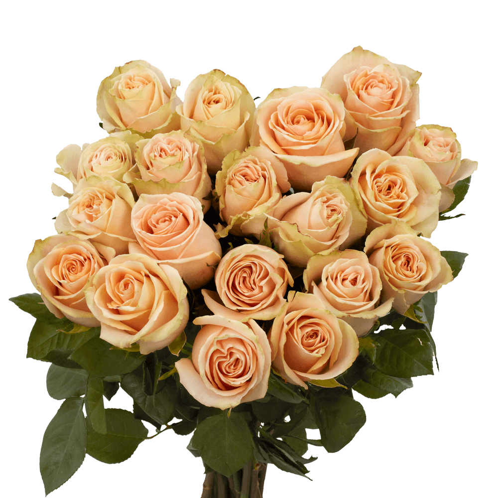 Peach Roses Professional Flowers Delivery High and Arena Roses