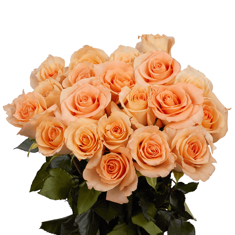 Peach Roses Send Cheap Parissiene Rose Flowers