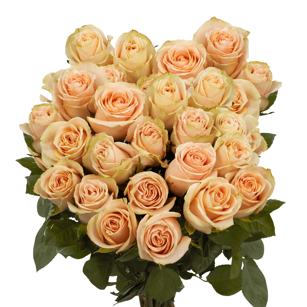 Peach Roses Send Flowers for Free