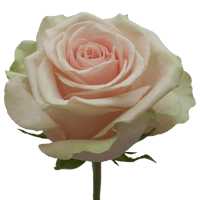 Rose Salma 50 to 250 Stems For Delivery to Petoskey, Michigan