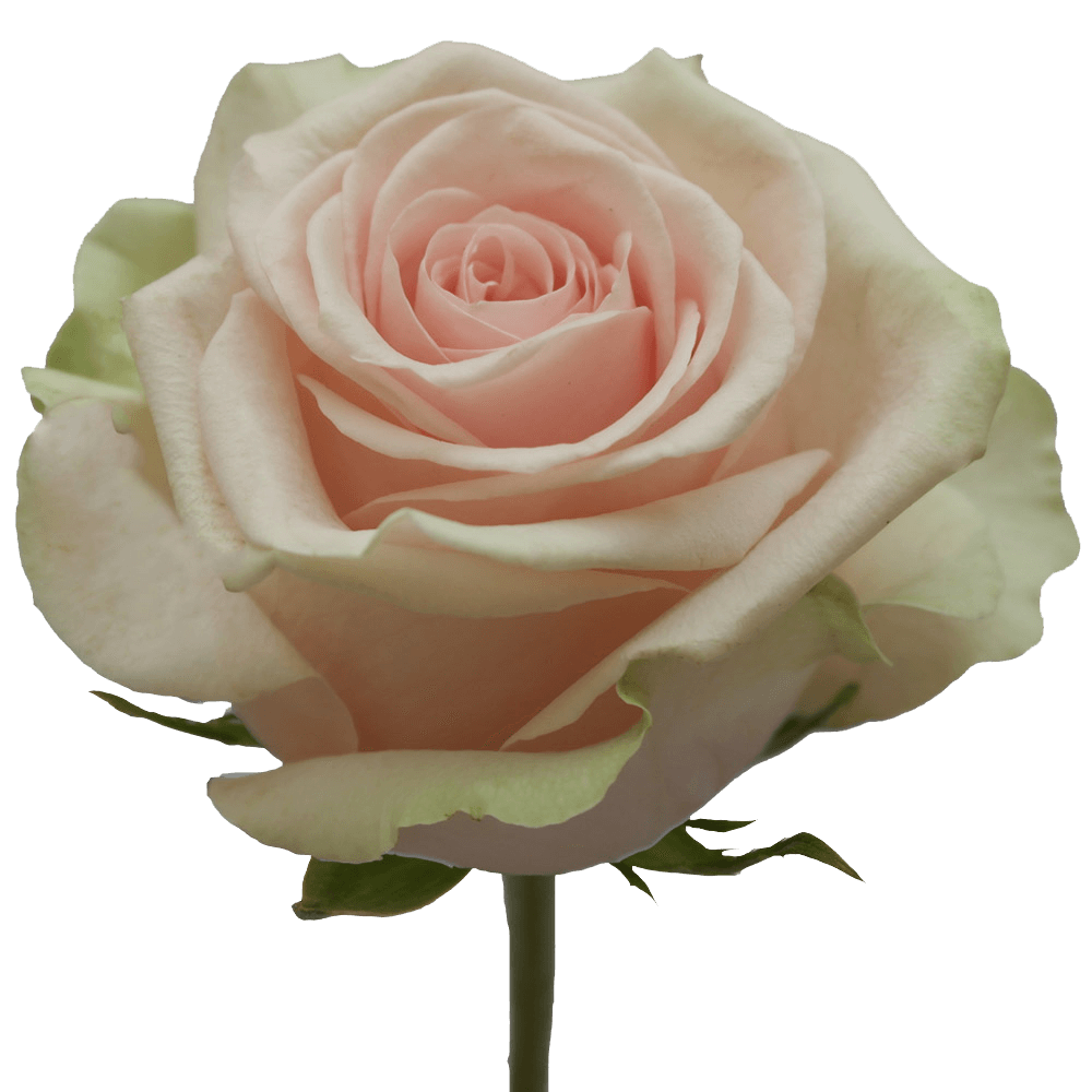 Rose Salma 50 to 250 Stems For Delivery to Mansfield, Texas