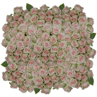 (HB) Rose Sht Salma 250 Stems For Delivery to East_Peoria, Illinois