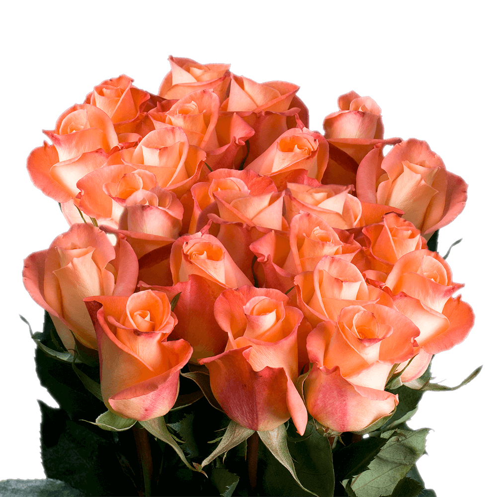 Peachy Orange Roses Online