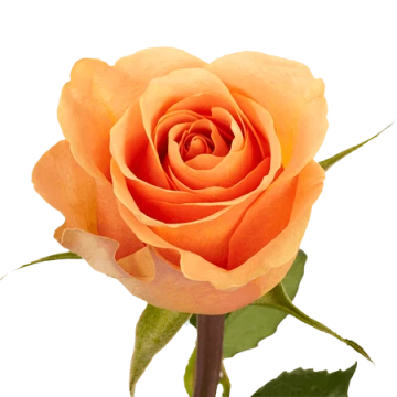 peach