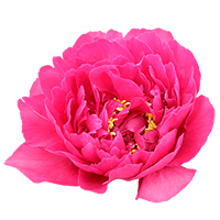 Qty of Bright Watermelon Pink Peony Flowers For Delivery to Marquette, Michigan