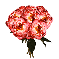 (HB) 100 Coral Charm Peonies For Delivery to Jamaica, New_York