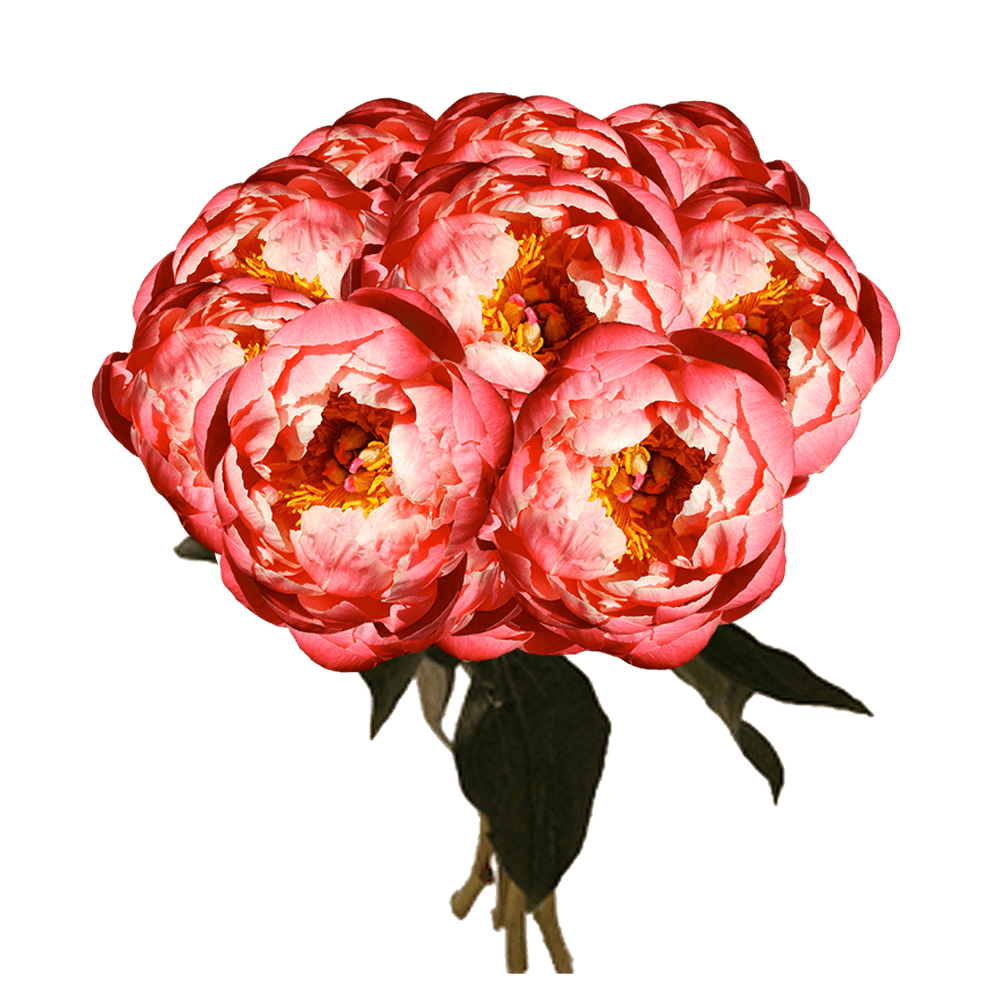 Peony Flower Delivery