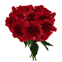 (QB) Red Charm Peonies 60 Stems For Delivery to Skokie, Illinois