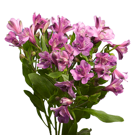 (OC) Alstroemeria Fcy Lavender 3 Bunches For Delivery to Ponca_City, Oklahoma