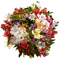 (OC) Alstroemeria Fcy Assorted 6 Bunches For Delivery to Royal_Oak, Michigan
