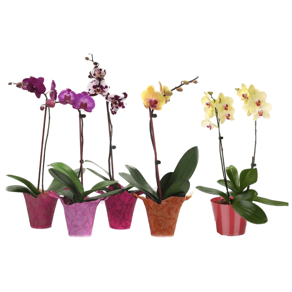 Qty of Phalaenopsis Orchids For Delivery to Laramie, Wyoming