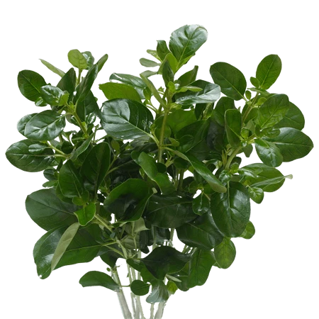 PILEA