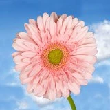 GER-PINK
