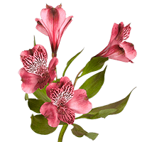(OC) Alstroemeria Fcy Pink 6 Bunches For Delivery to Georgia