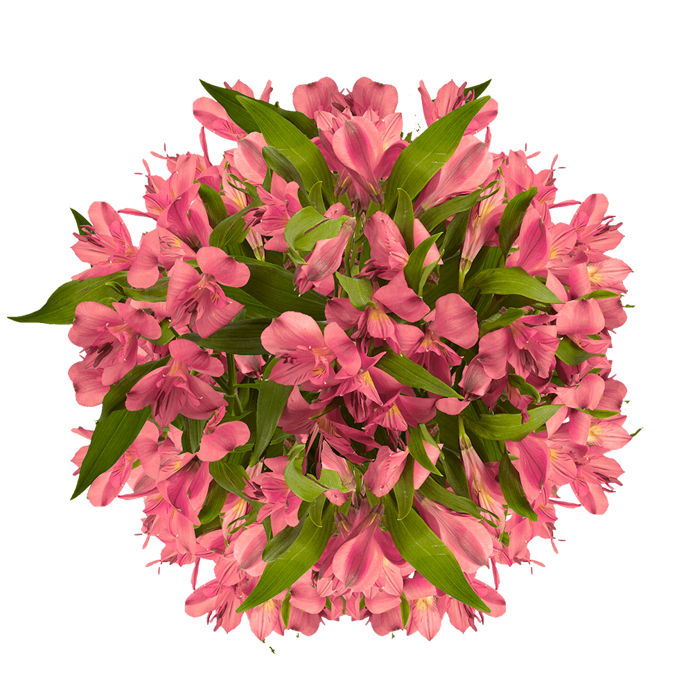 Pink Alstroemeria Lilies Peruvian Lily Flowers