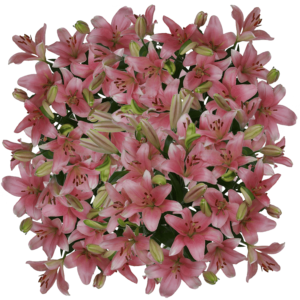 Pink Asiatic Lilies Buy Fresh Flowers