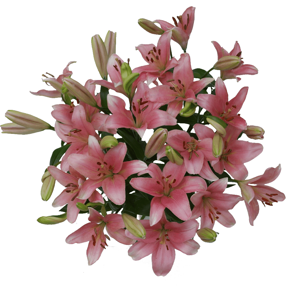 Pink Asiatic Lilies Flowers Online Cheap