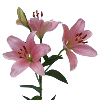 Qty of Pink Oriental Lillies For Delivery to Decatur, Illinois
