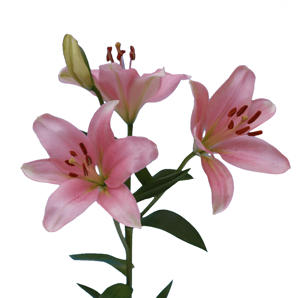 Pink Oriental Lilies