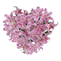 (QB) Oriental Lilies Pink 4 Bunches For Delivery to West_Covina, California