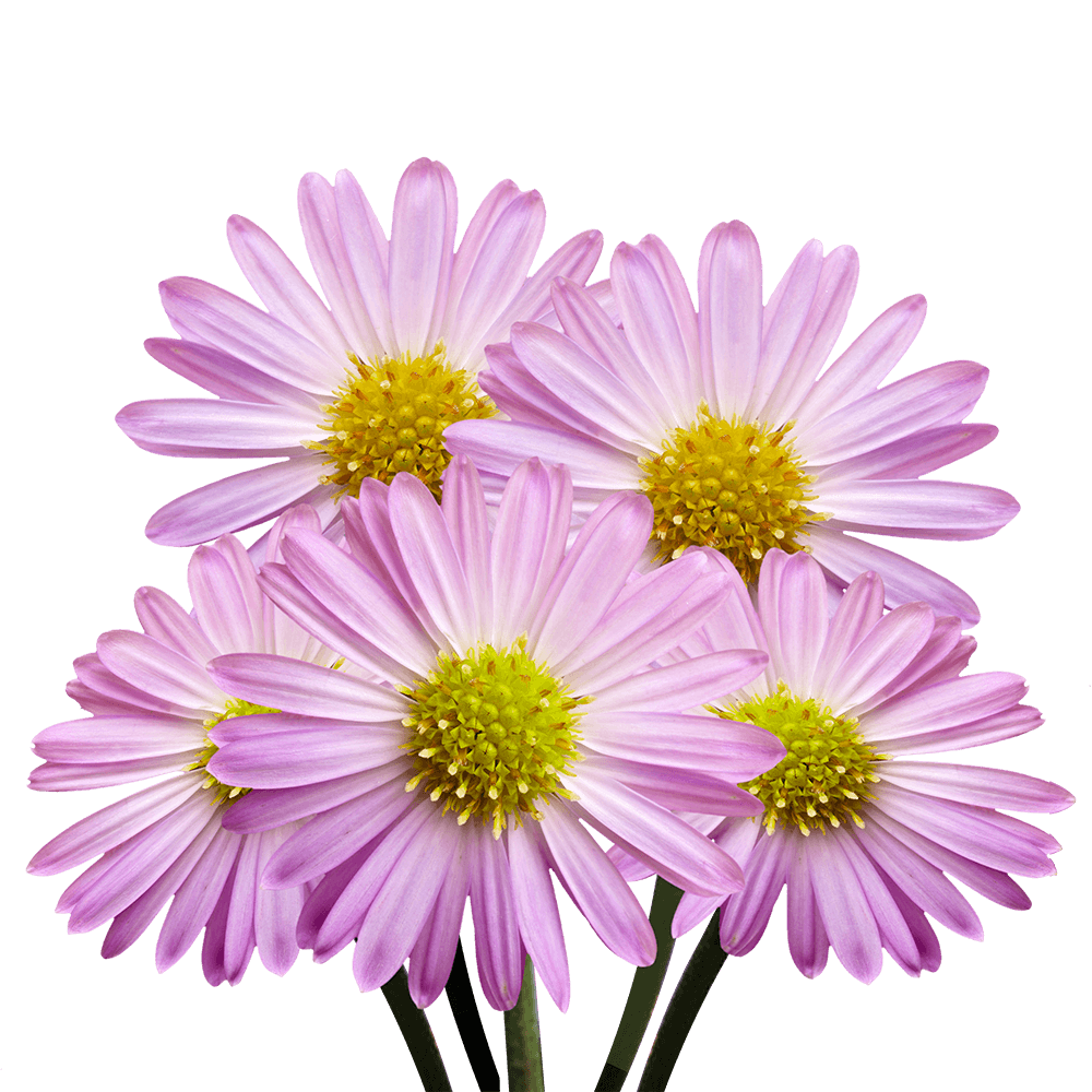 Qty of Pink Aster Flowers For Delivery to North_Pole, Alaska
